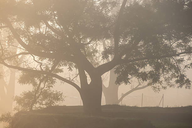 Tree silhouette in the fog on the ancient Ferrara city walls