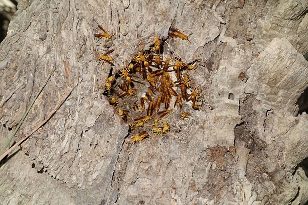 istock Cluster of yellow insects on textured wood 2245473910