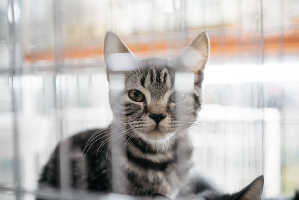 Curious tabby kitten gazes through cage bars, awaiting adoption in soft light.