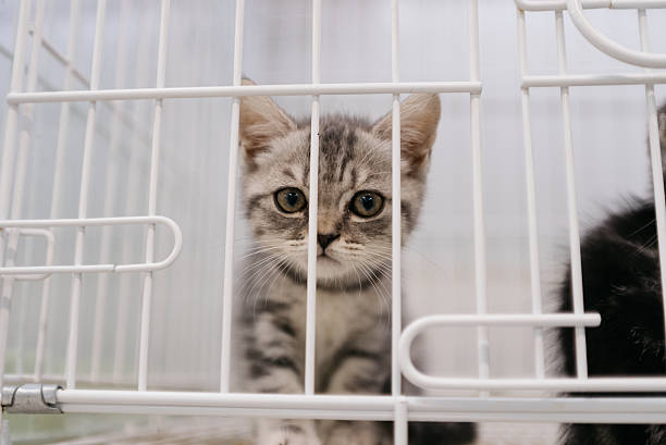 Curious tabby kitten gazes through cage bars, awaiting adoption in soft light.