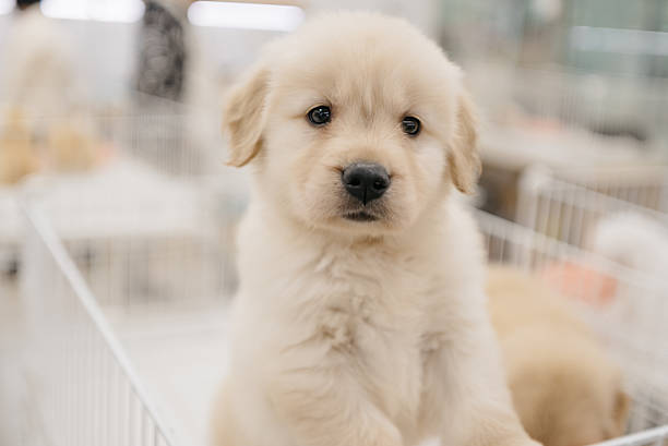 istock A young golden retriever is in a pet store 2245474203
