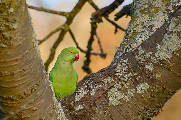 istock A vivid green rose-ringed parakeet 2245475328