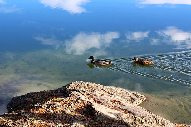 Two ducks glide effortlessly across the tranquil waters of Hechtsee, reflecting clouds and the serene landscape of Tirol, Austria on a sunny day.