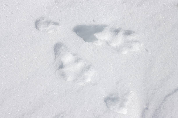 Paw prints of mountain hare in fresh white winter snow