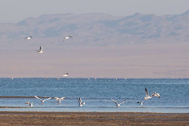 istock Seagulls flying over the water against a backdrop of distant mountains. The tranquility and serenity of nature, captured in a moment. 2245477700