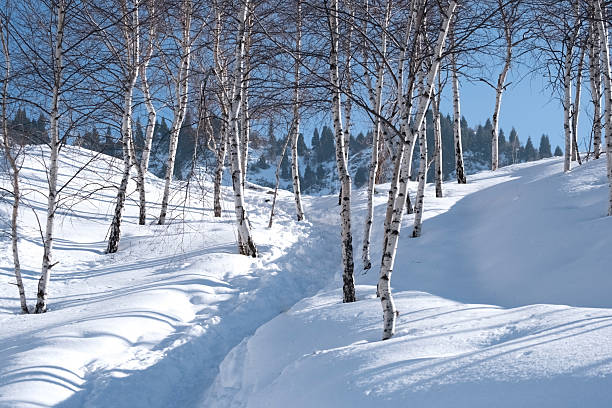 winter birch forest, covered with snow