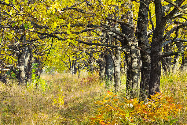wide forest glade in grass at the bright autumn day
