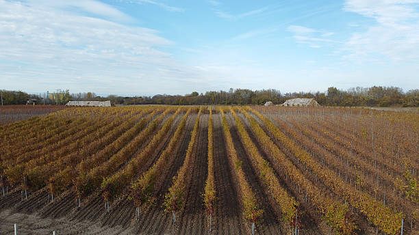 istock vineyard in autumn colors seen from the drone 2245481147