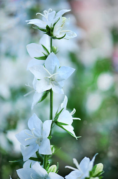 Campanula latifolia alba giant bellflower white plant. Is Latin for \