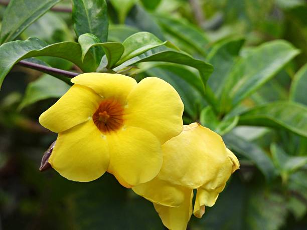 istock Golden trumpet (Allamanda cathartica) 2245484417