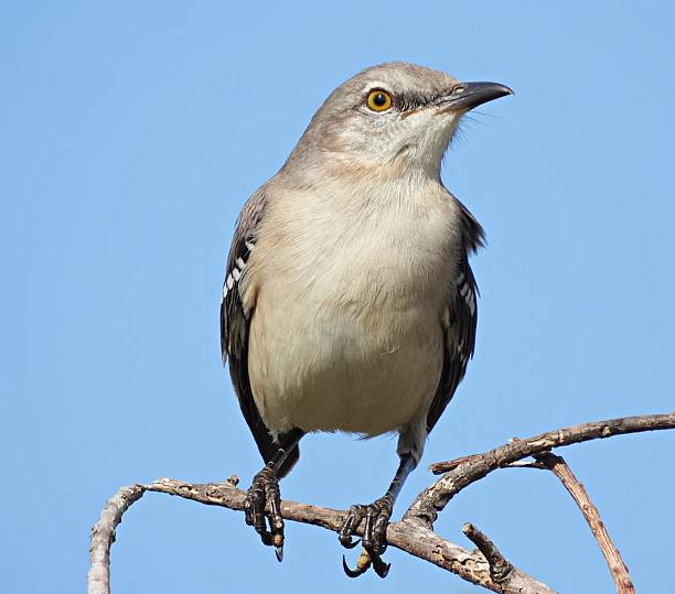 istock Northern Mockingbird (Mimus polyglottos) -  perched on a  branch 2245484519
