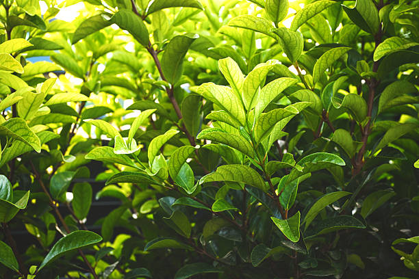 bushes and flowers in the garden