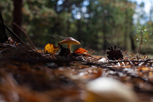 Orange toadstool and pine cone in an autumn spruce forest. Location: Central Ukraine