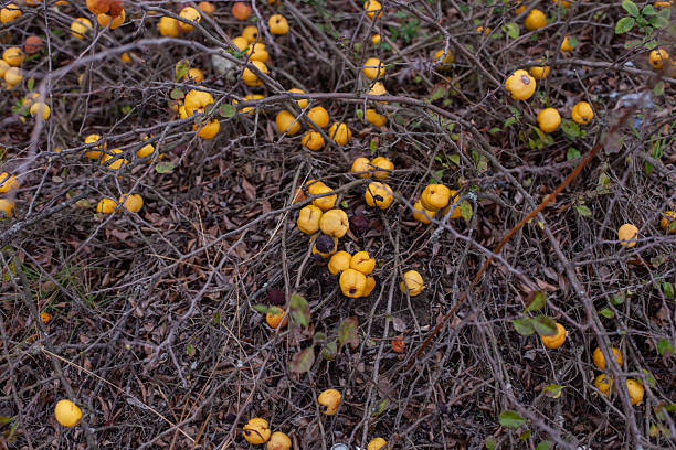 Yellow ripe Fruits of Chaenomeles japonica on a bush in the forest. the Japanese quince, Maule's quince. A thorny deciduous shrub.