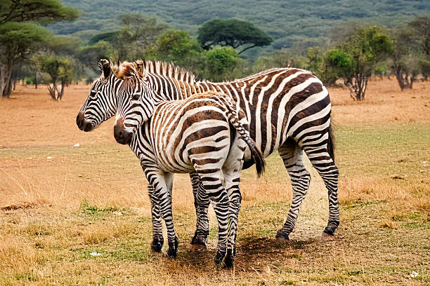 Female Grant's zebra and her young in profile in the savanna