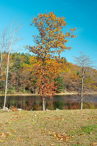 istock colburn pond  on a late autumn day 2245487185