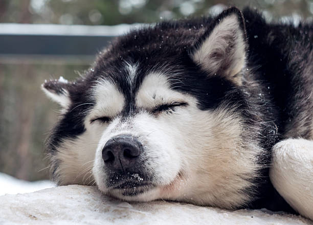 Siberian Husky resting peacefully on snow-covered surface in a serene winter landscape during daylight hours