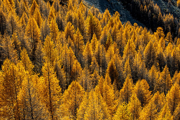 istock Autumn foliage in the Maritime Alps 2245490547