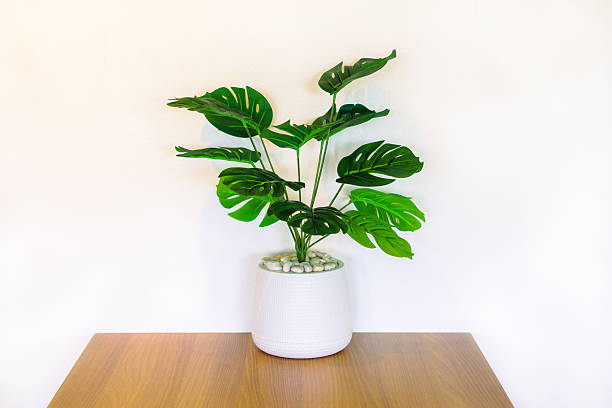 istock Artificial Monstera Plant on Wooden Table 2245492671
