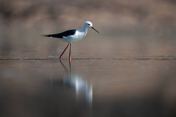 istock Black-winged stilt crossing calm pool in sunshine 2245492694