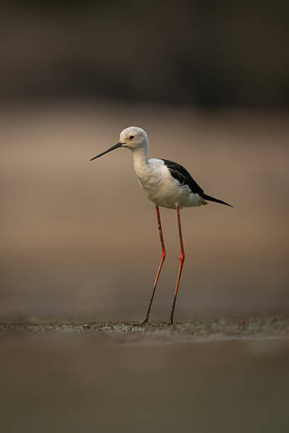 istock Black-winged stilt on sandbank with muddy legs 2245492746