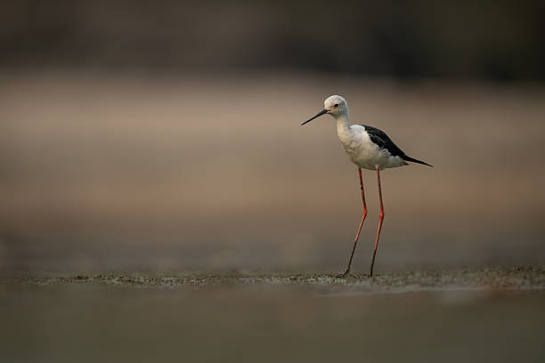 istock Black-winged stilt on riverbed with muddy legs 2245492749