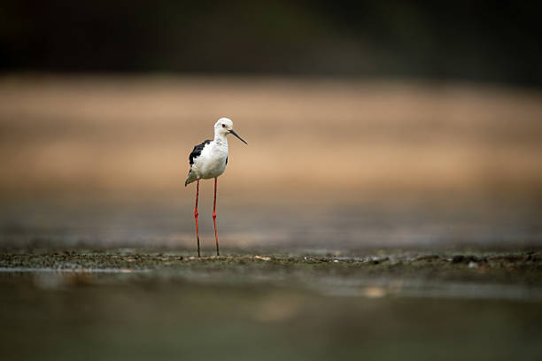 istock Black-winged stilt stands in riverbed at dawn 2245492772