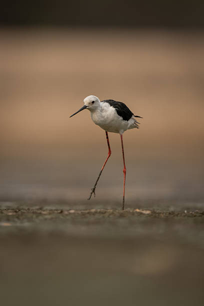 istock Black-winged stilt stands in riverbed lifting foot 2245492773
