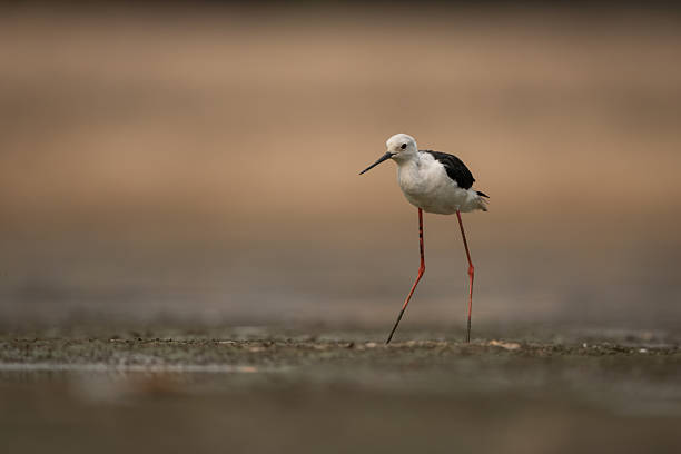 istock Black-winged stilt stands in riverbed hunching over 2245492776
