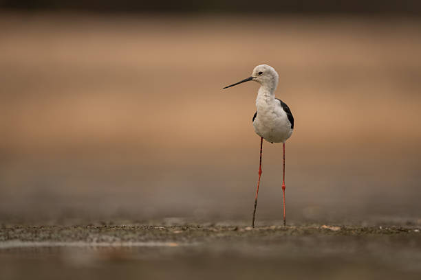 istock Black-winged stilt stands on mudflats turning head 2245492788
