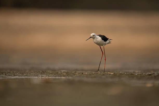istock Black-winged stilt stands on mudflats lifting foot 2245492792