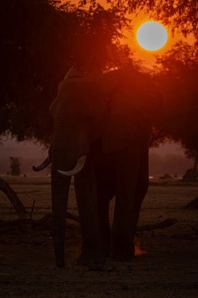 istock Close-up of African elephant standing at sunset 2245493039