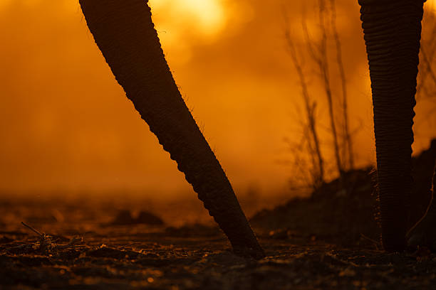 Close-up of African elephant trunks at sunrise