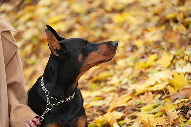 Doberman Pinscher outdoors at a park in autumn. Small crop ears with chain. Black and rust, tan dog outside.