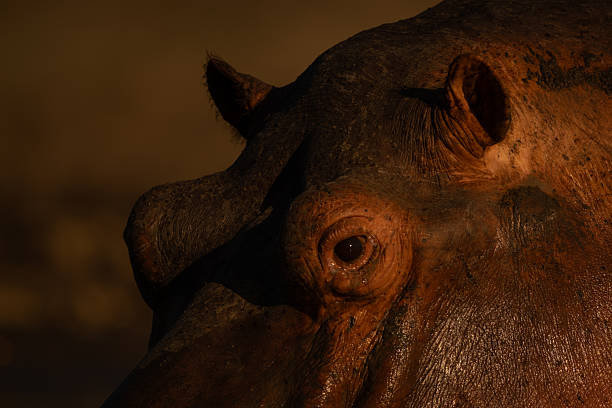 istock Close-up of hippo face in golden light 2245493420