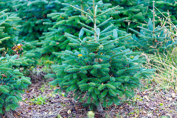 istock Young Fir Trees in Field 2245493937