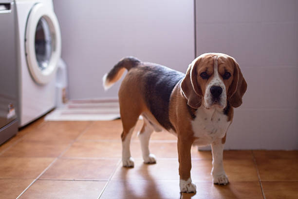 istock A curious Beagle dog stands attentively in a home utility room 2245494308