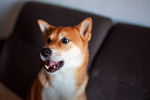 Heartwarming scenes of dogs enjoying home life