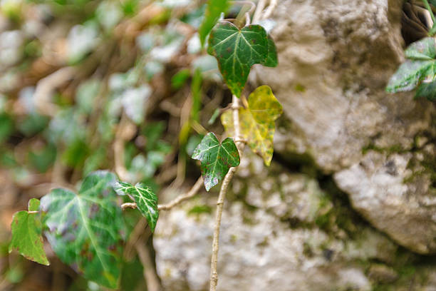 Ivy leaves grow on a rough stone wall, showcasing nature's beauty and resilience.