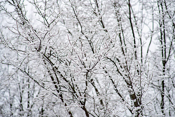 istock Snow covered branches creating winter wonderland atmosphere 2245496824