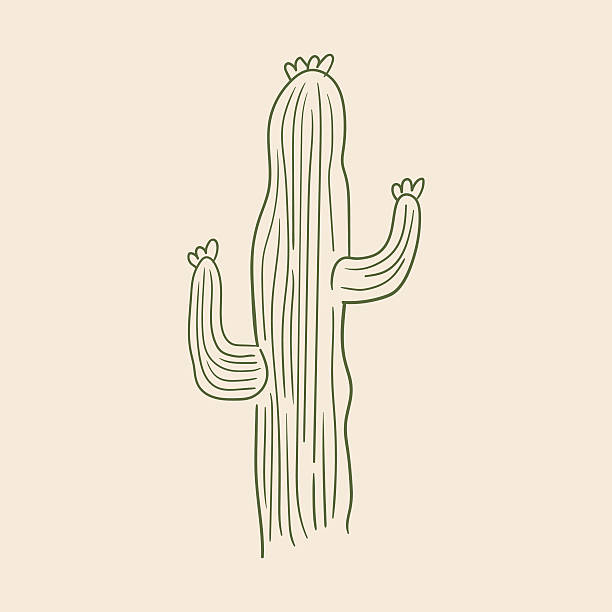 Hand drawn cactus outline vector illustration. Vintage sketch style art. Minimalist botanical clipart of desert plant
