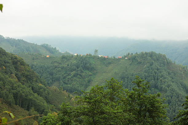 Mountain covered with green forest and low cloud