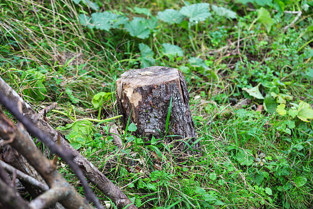 Pine tree forestry exploitation in a sunny day. Stumps and logs show that overexploitation leads to deforestation endangering environment and sustainability