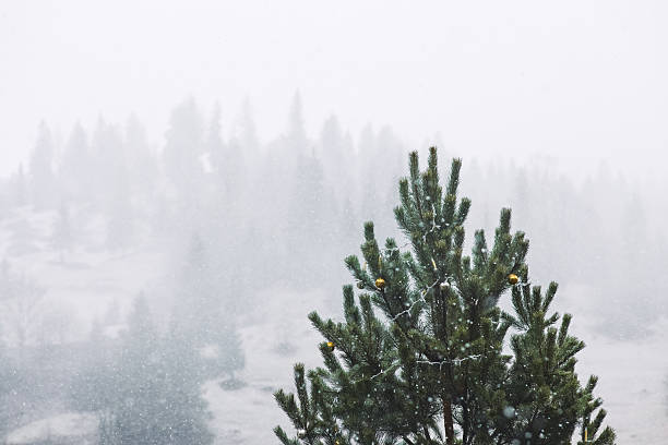 Decorated Christmas tree on nature background. Christmas holiday concept.