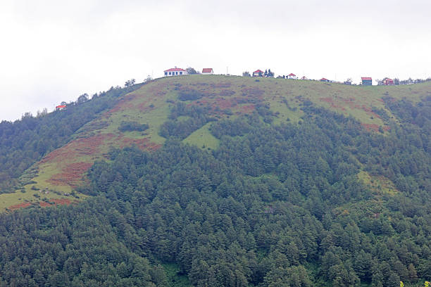 Mountain covered with green forest and low cloud
