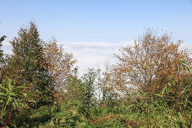 Amazing landscape seen from Giresun Turkey