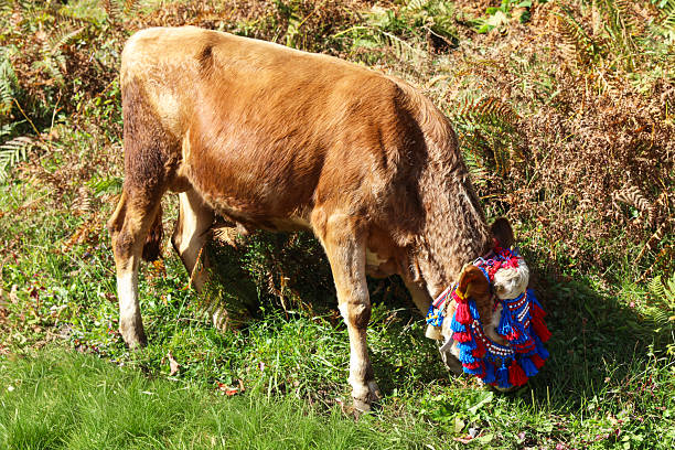 Beautiful shot of brown and white dairy cow in the field