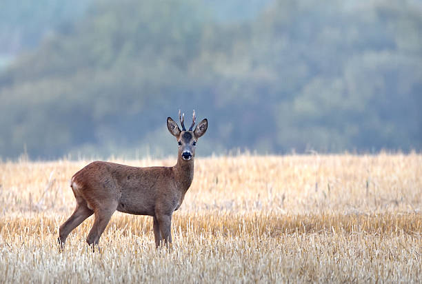 istock deer in a field at dawn 2245499483