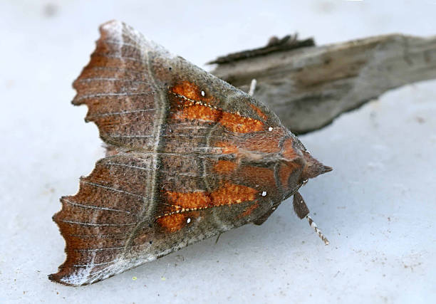 istock butterfly Scoliopteryx libatrix 2245499495
