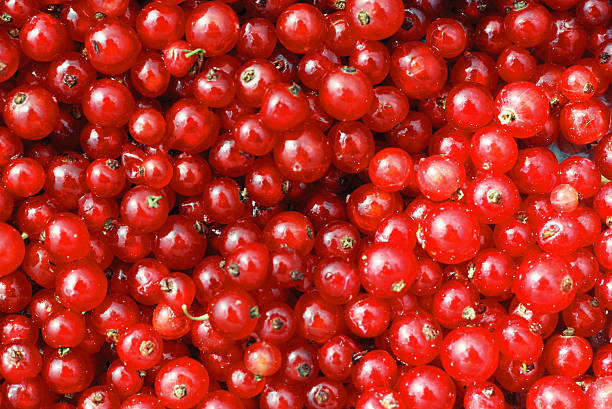 Close-up of a currant harvest in the garden